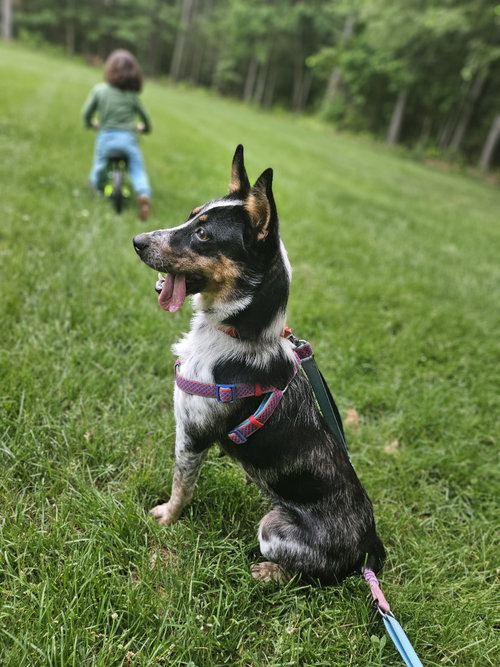 Callie photo 2