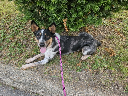 Callie photo 3