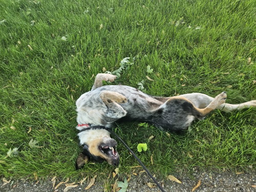 Callie photo 4