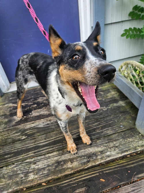 Callie, an adoptable Australian Cattle Dog in Garden City, NY