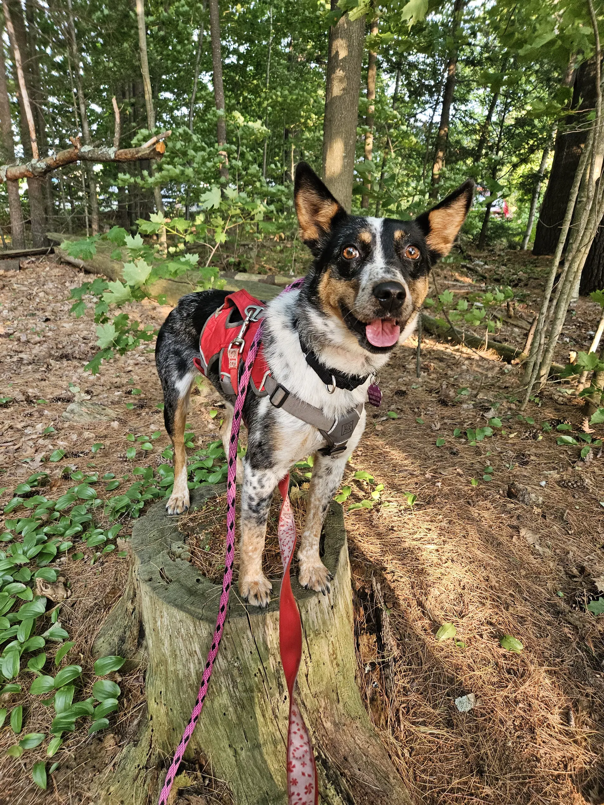 Callie image 2