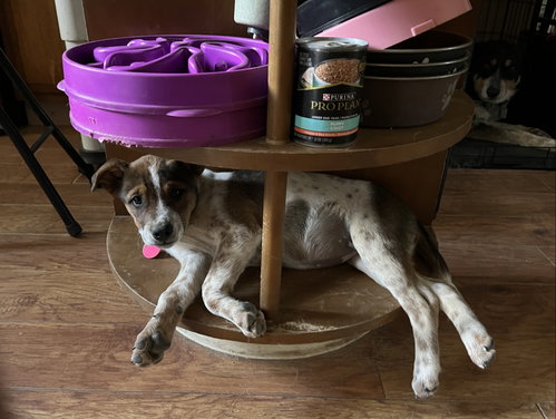 Carmie photo 2