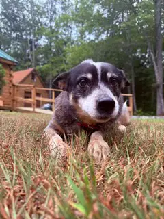 Ladybug - Australian Cattle Dog/Blue Heeler