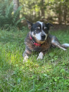 Photo 2 of Ladybug