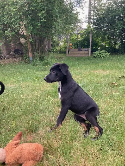 Coco - Australian Cattle Dog/Blue Heeler