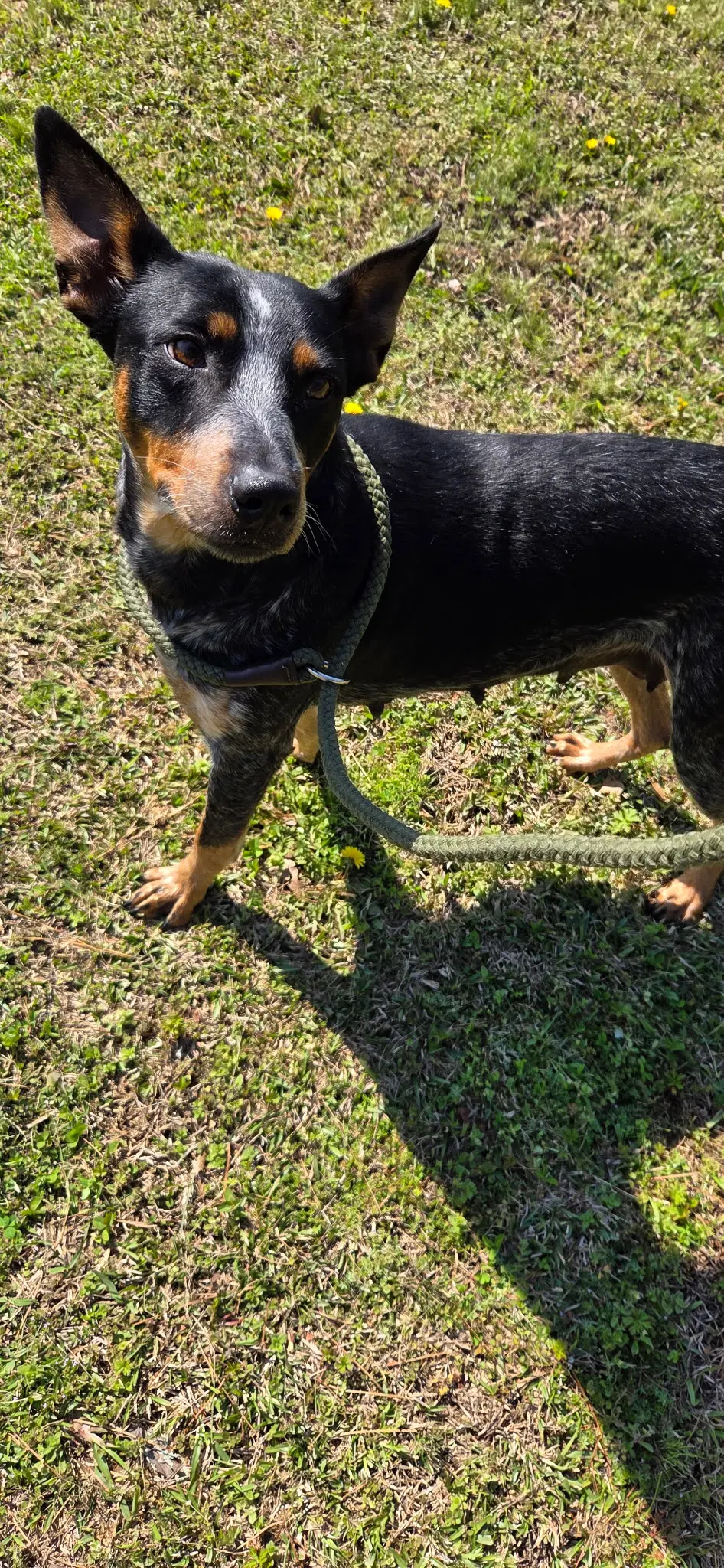 Perdy - Australian Cattle Dog/Blue Heeler