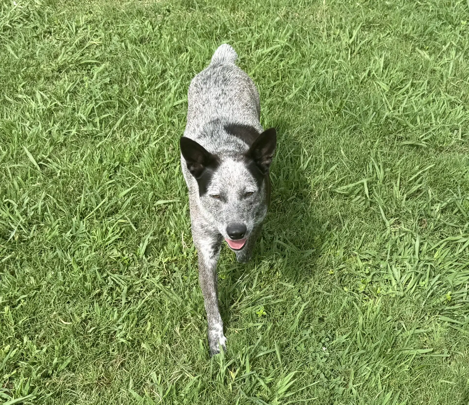 Dolly - Australian Cattle Dog/Blue Heeler