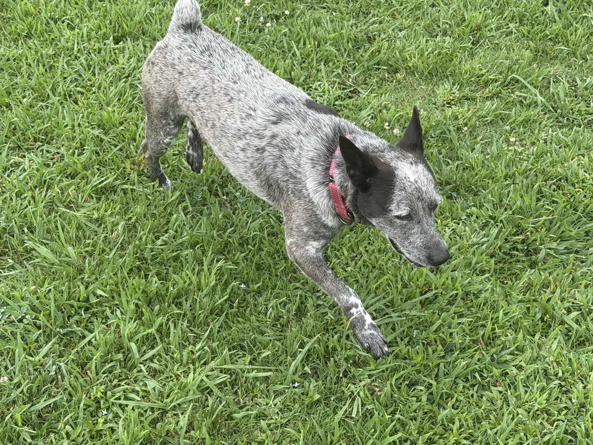 Dolly - Al image 2