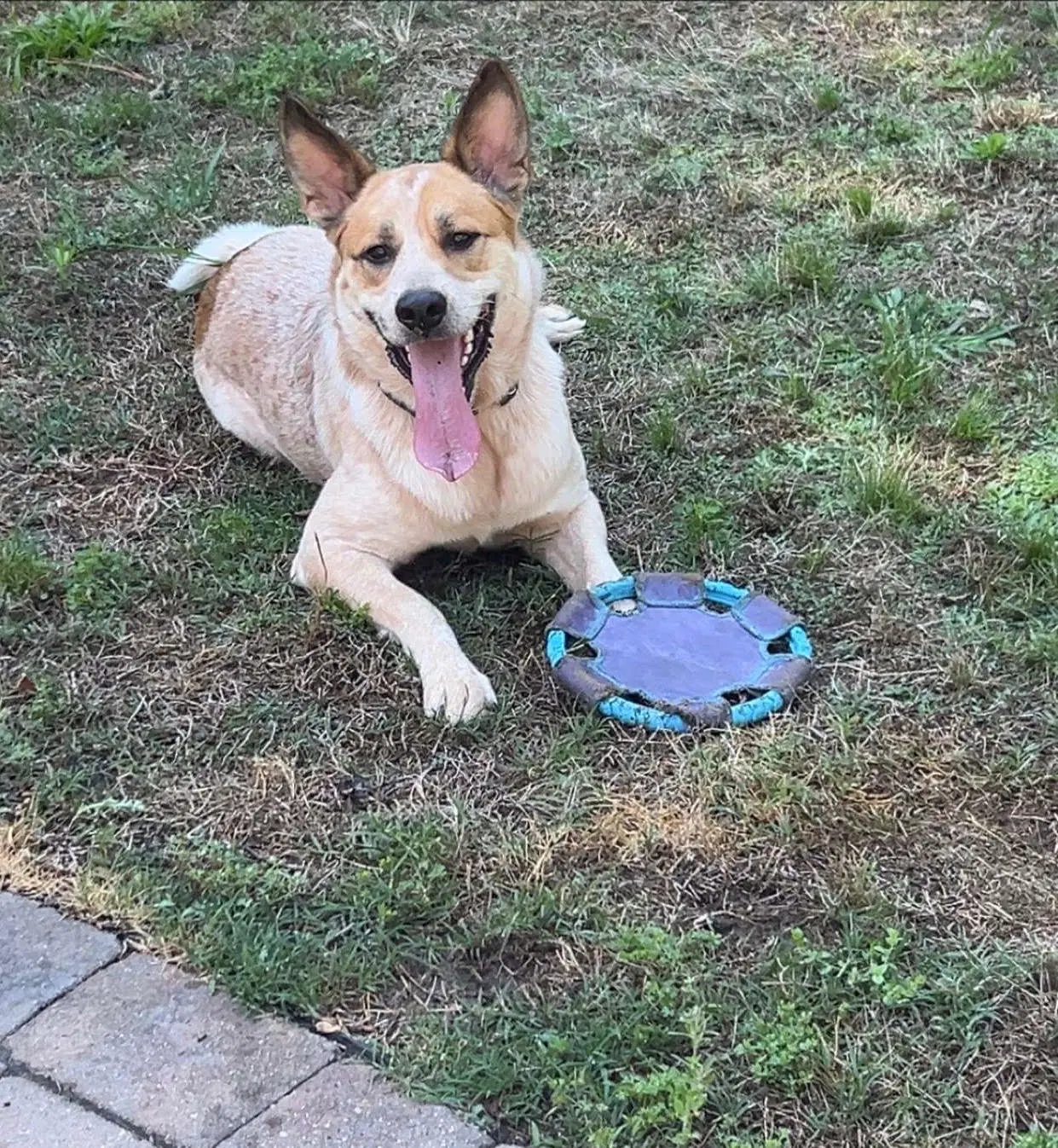 Cody - Australian Cattle Dog/Blue Heeler
