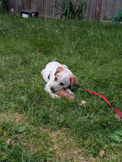 Jacob, an adoptable Australian Cattle Dog in Garden City, NY
