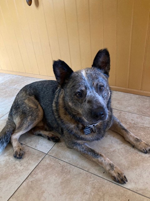 Krink, an adoptable Australian Cattle Dog in Garden City, NY