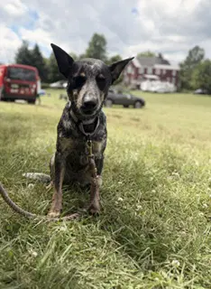 Cori - Australian Cattle Dog/Blue Heeler