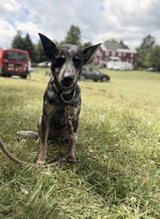 Cori, an adoptable Australian Cattle Dog in Garden City, NY