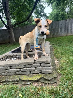 Apollo, an adoptable Australian Cattle Dog in Garden City, NY