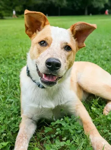 Apollo - Australian Cattle Dog/Blue Heeler