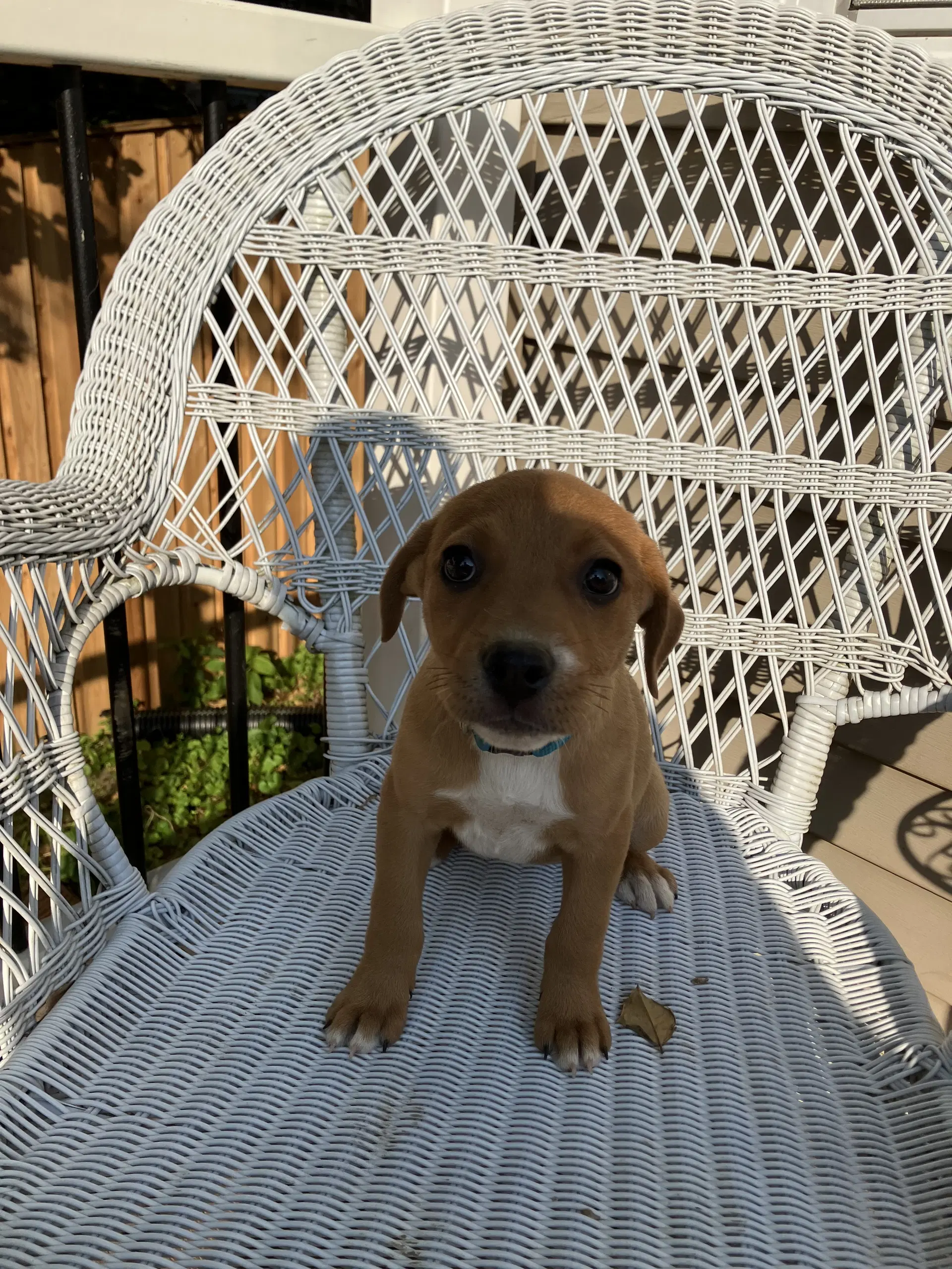 Gracie - Australian Cattle Dog/Blue Heeler