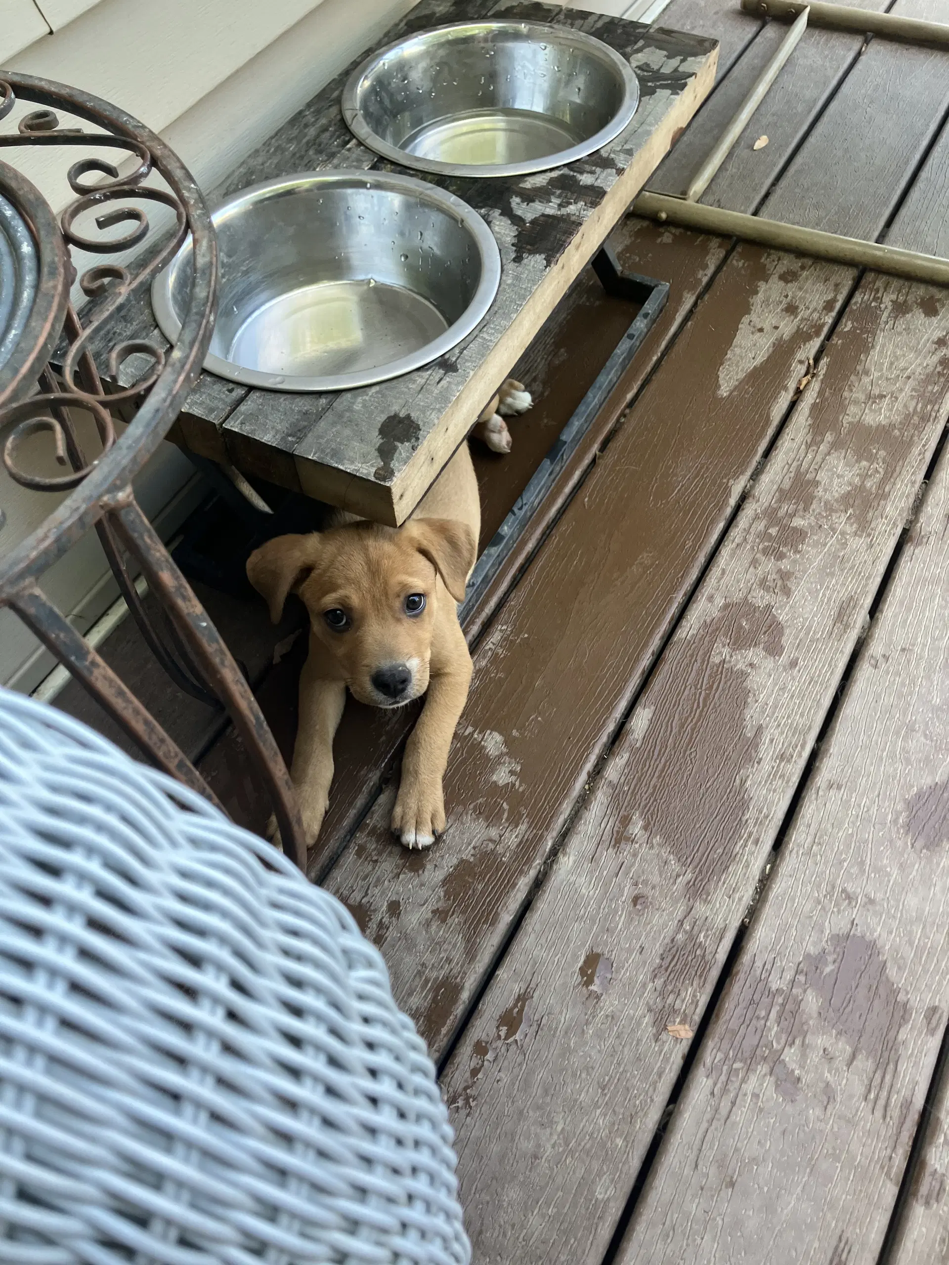 Gracie image 3