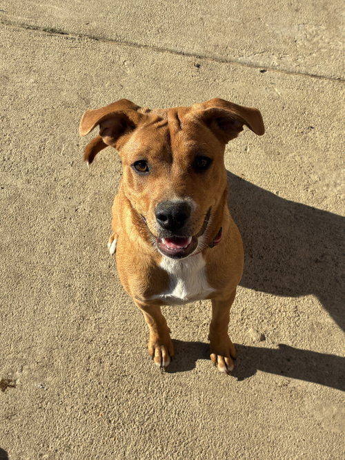 Gracie, Australian Cattle Dog/Blue Heeler / Mixed (short coat)