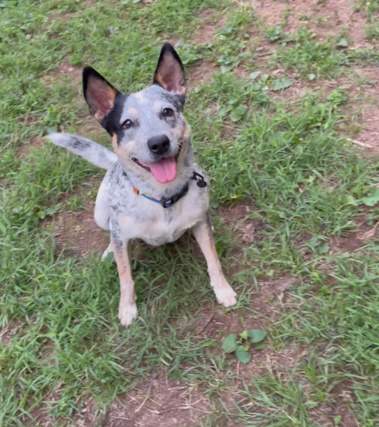 Kenobi - Australian Cattle Dog/Blue Heeler