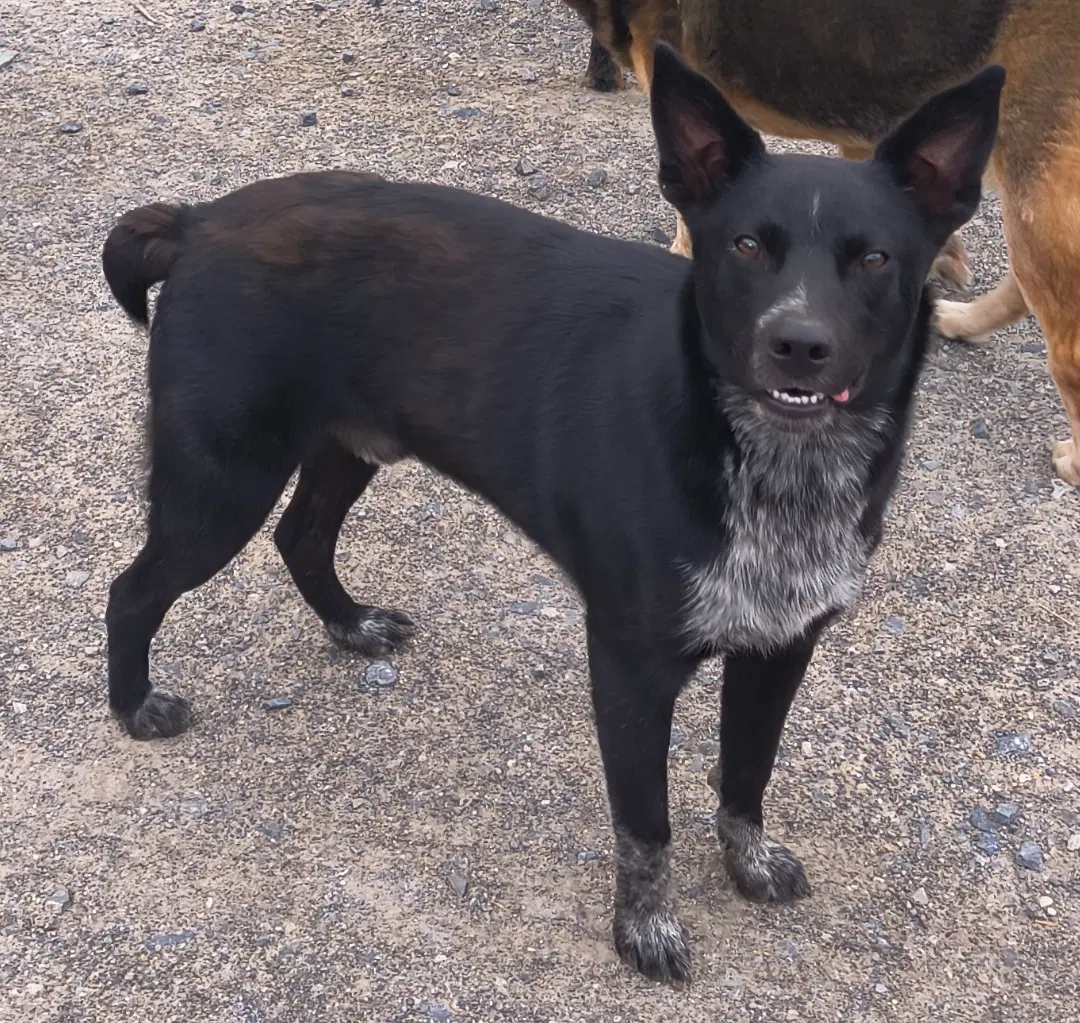 Duke - Australian Cattle Dog/Blue Heeler