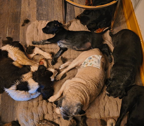 Bingo photo 3
