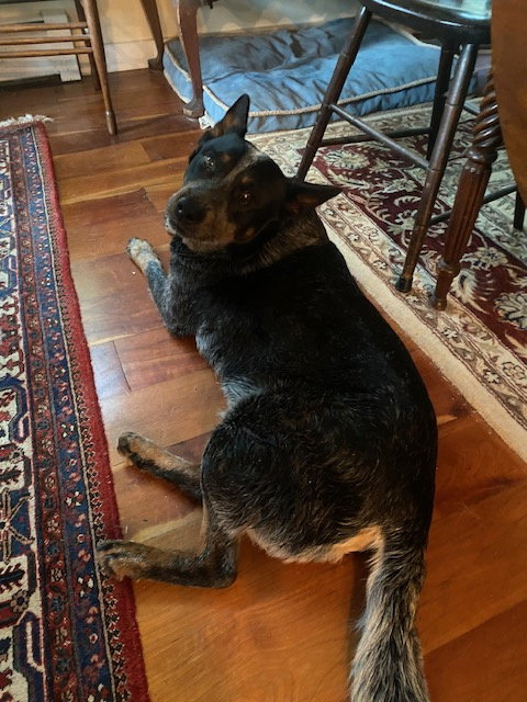 Bear photo 4