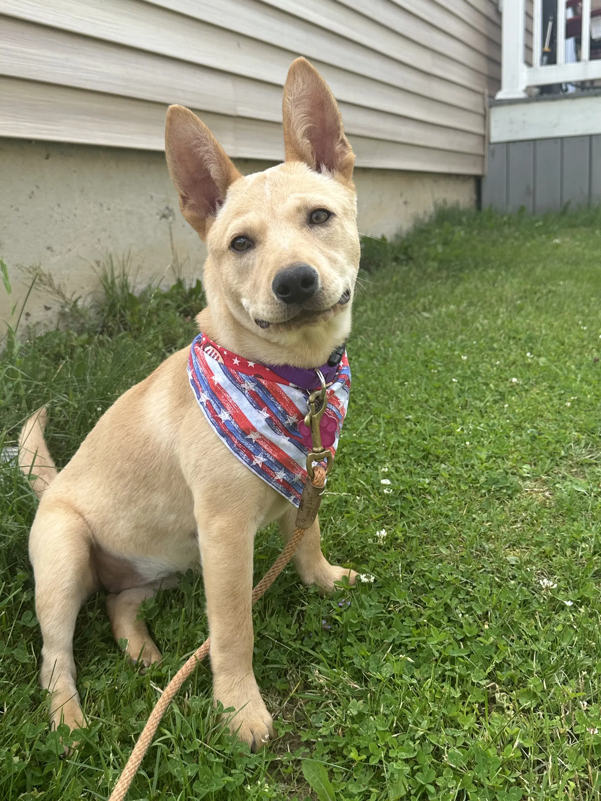 Sandy - Australian Cattle Dog/Blue Heeler