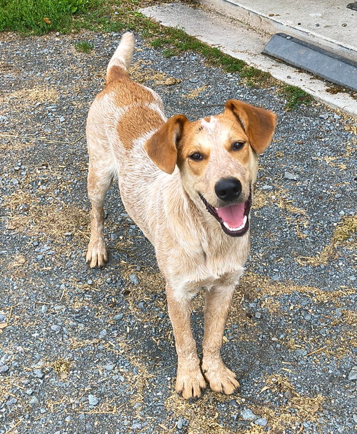 Cooper, a dog for adoption from Australian Cattle Dog Rescue Association