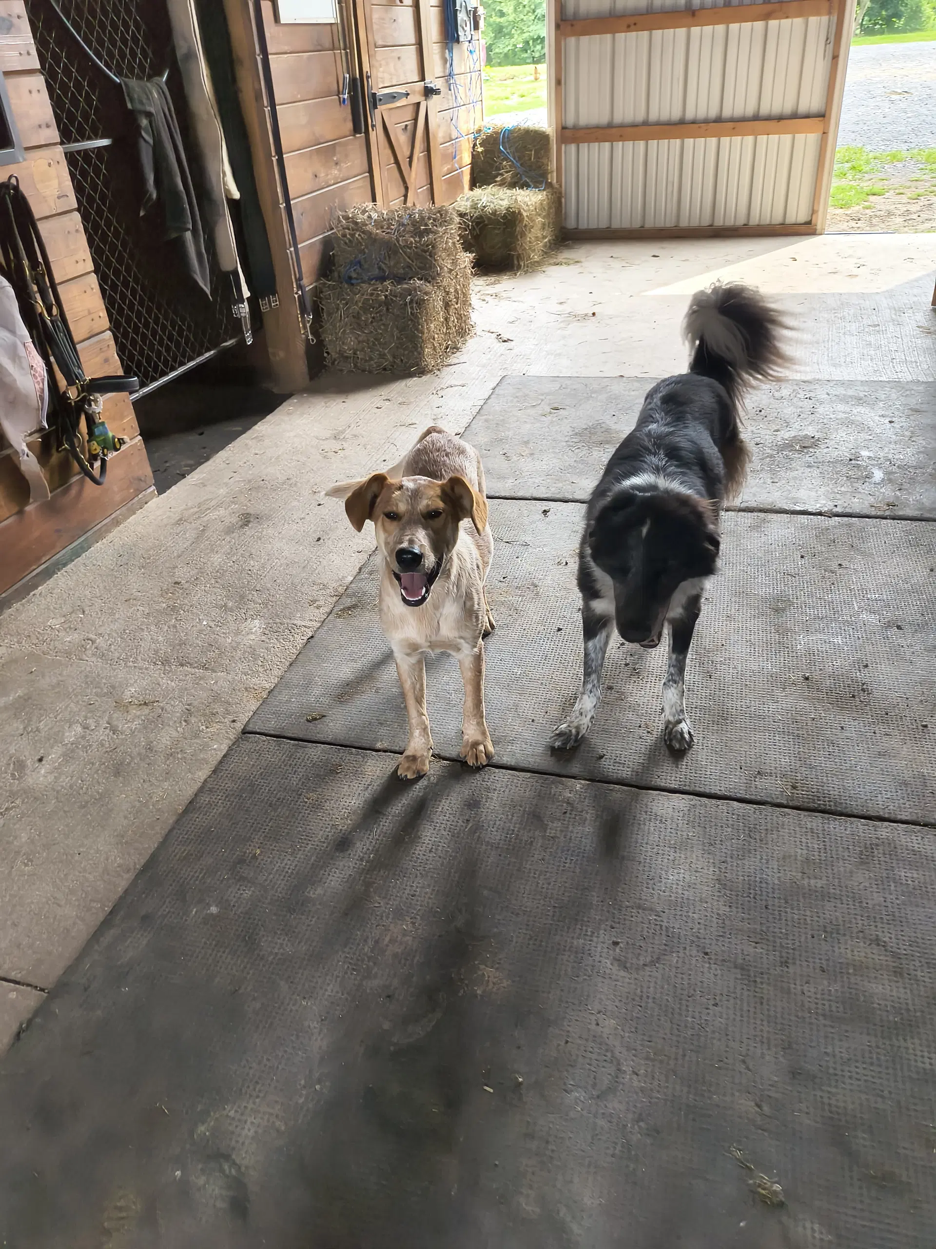Cooper image 3