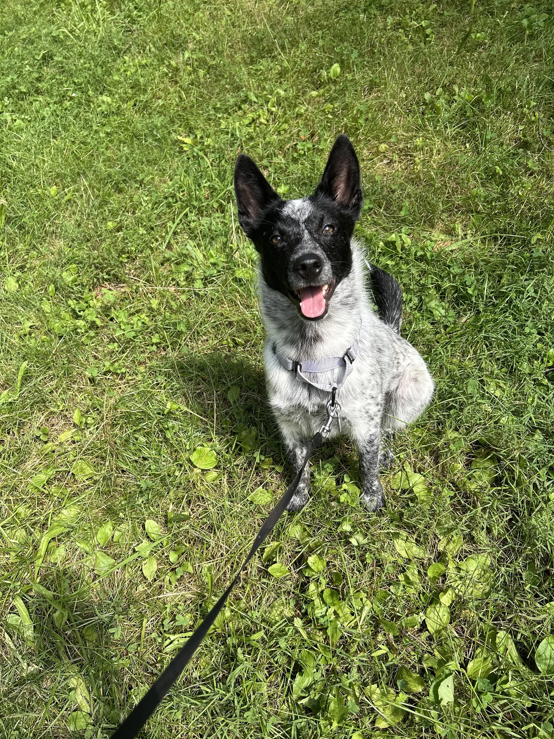 Stella - Australian Cattle Dog/Blue Heeler