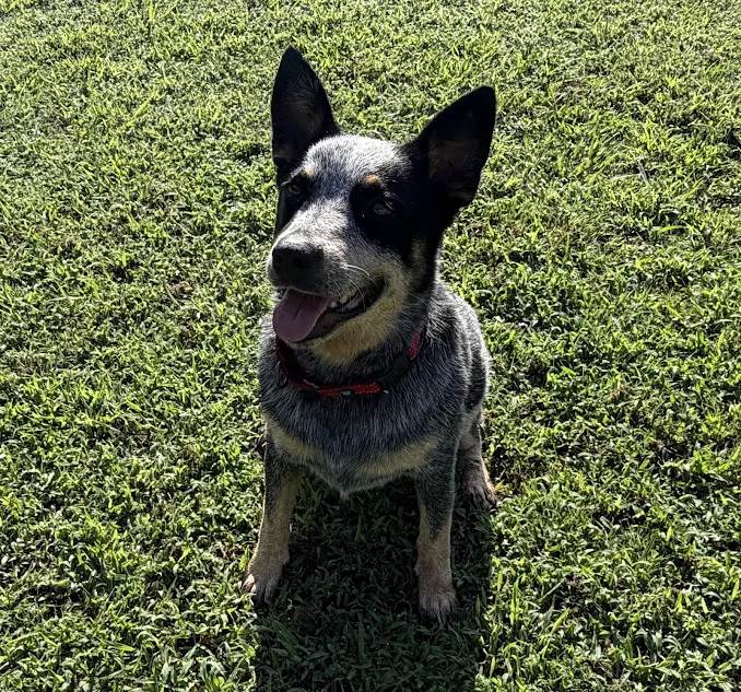 Bandit
