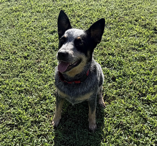picture of the dog needing adoption