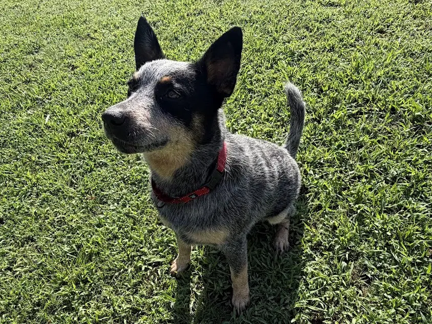 Bandit image 2