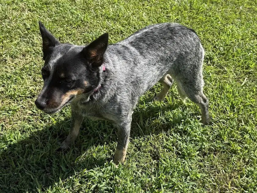 Chili - Australian Cattle Dog/Blue Heeler
