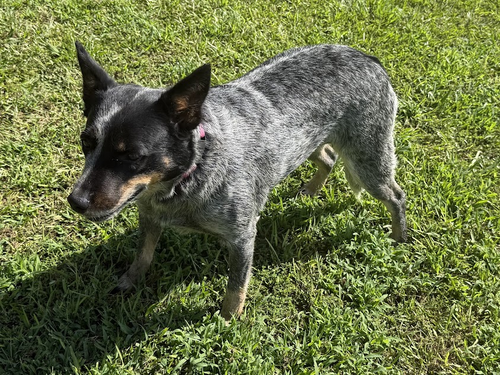 picture of the dog needing adoption