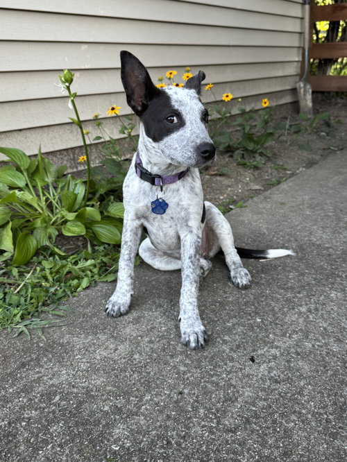 picture of the dog needing adoption