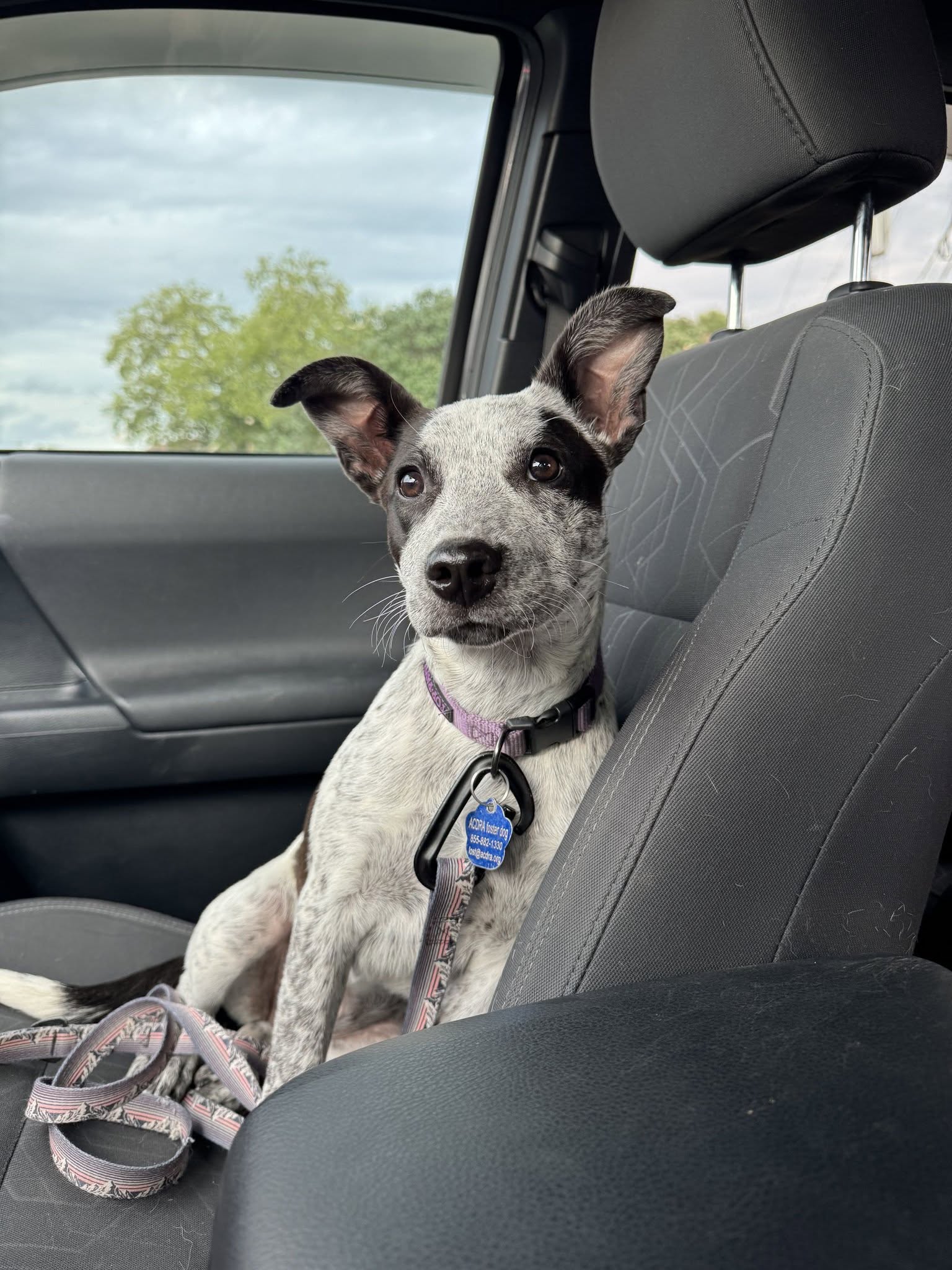 Jiffy, Australian Cattle Dog/Blue Heeler
