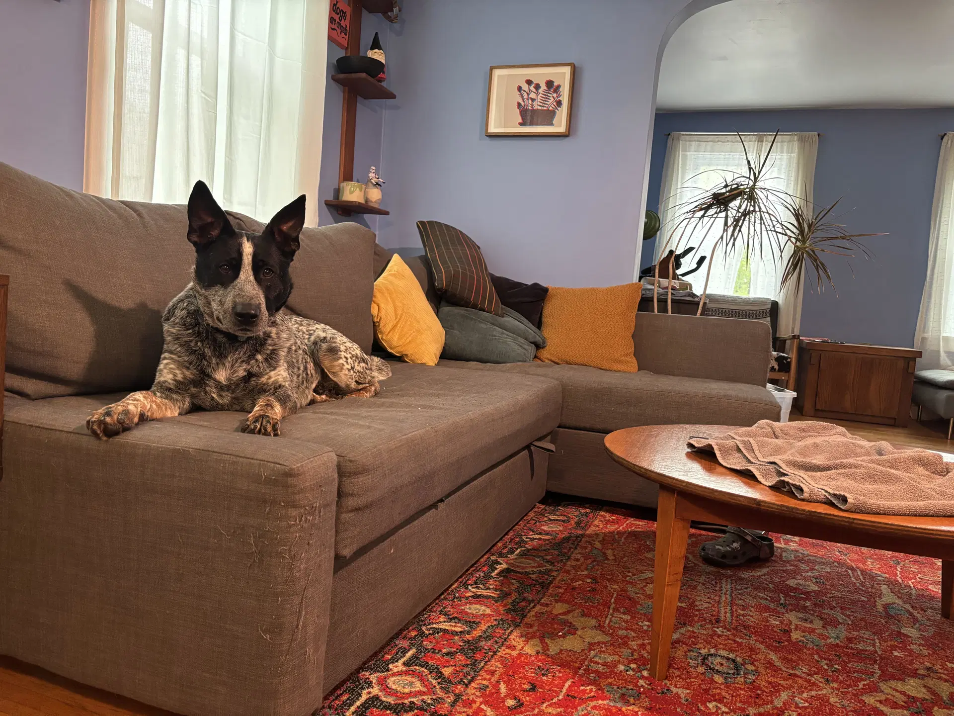Hardy - Australian Cattle Dog/Blue Heeler