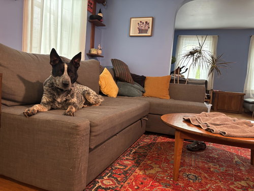 picture of the dog needing adoption