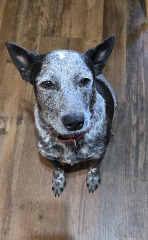 picture of the dog needing adoption
