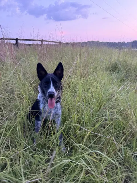 Everly - Australian Cattle Dog/Blue Heeler