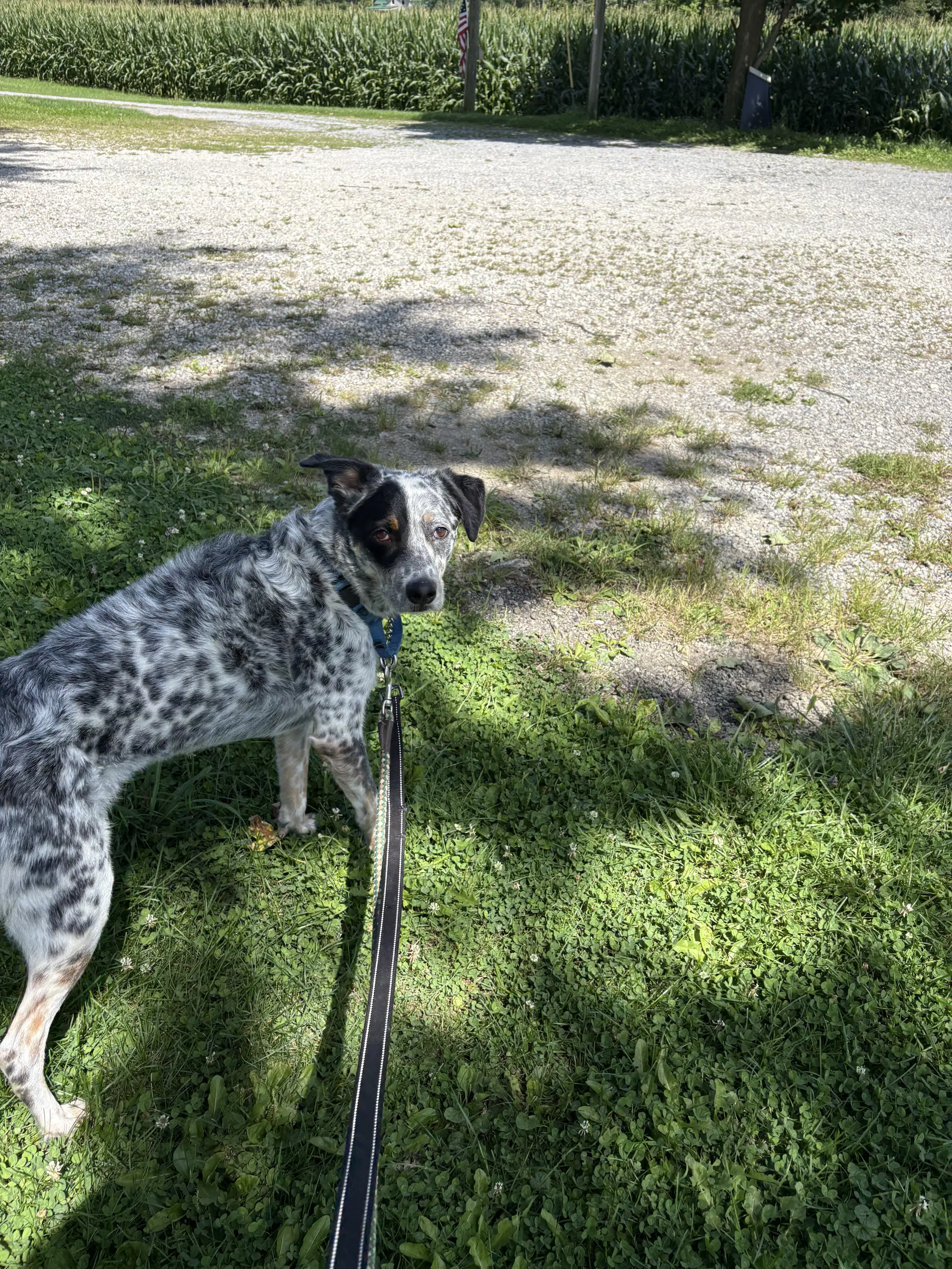 Patch - Australian Cattle Dog/Blue Heeler
