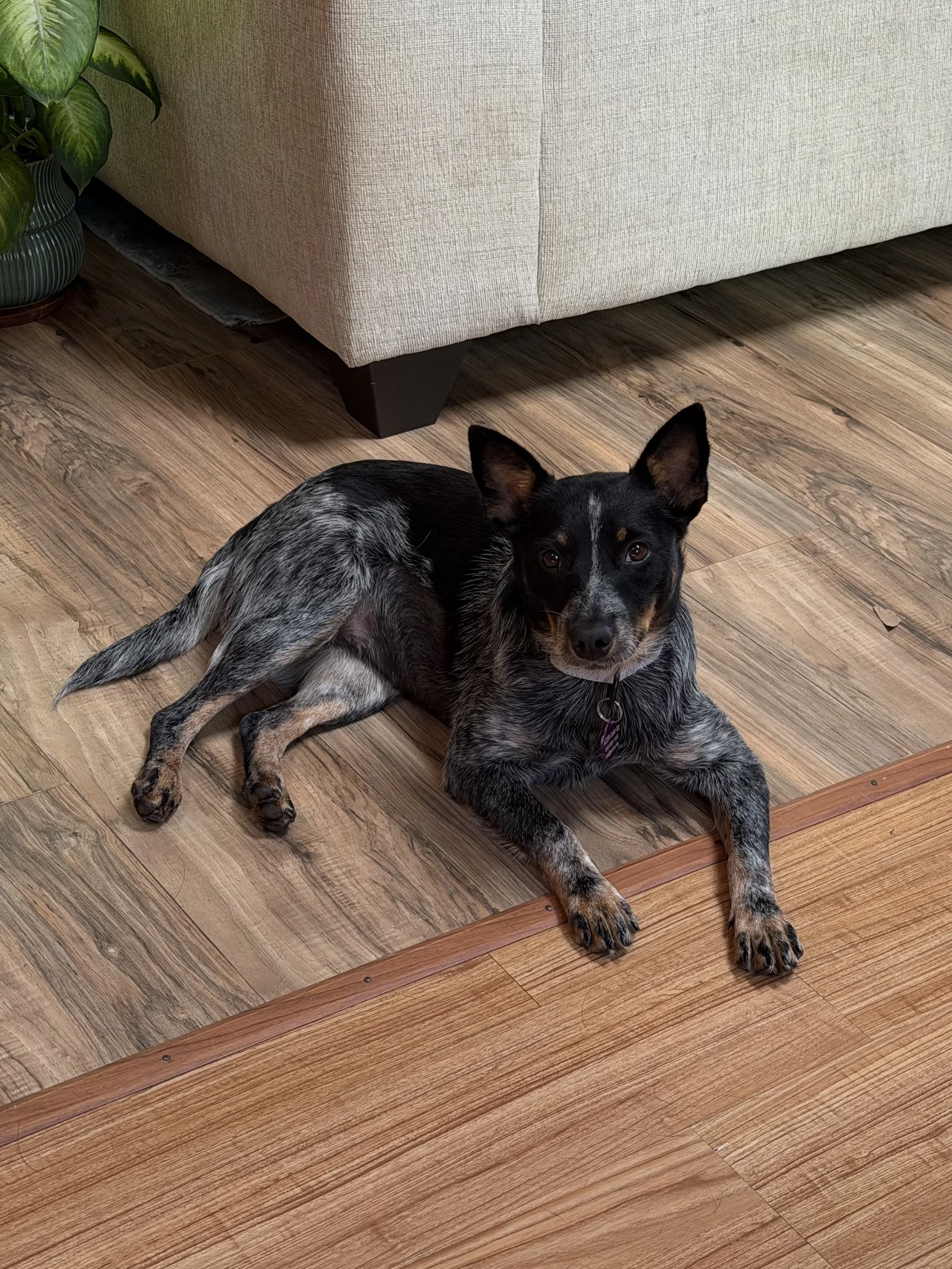 Skye