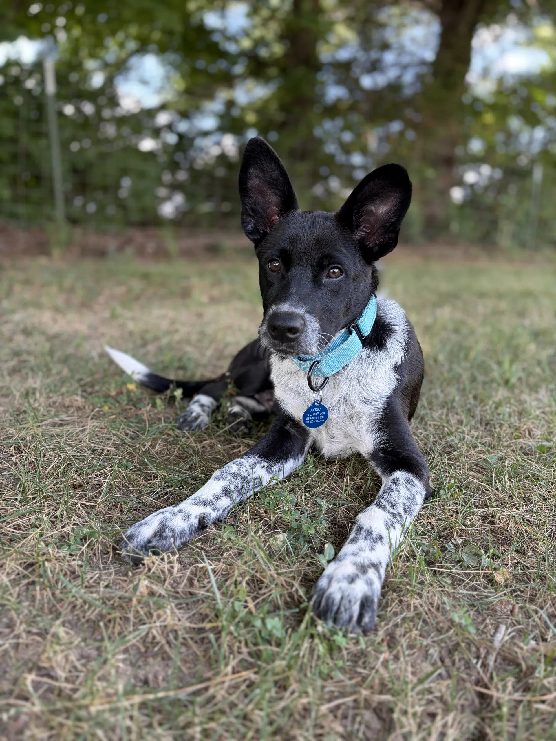 Sam image 1