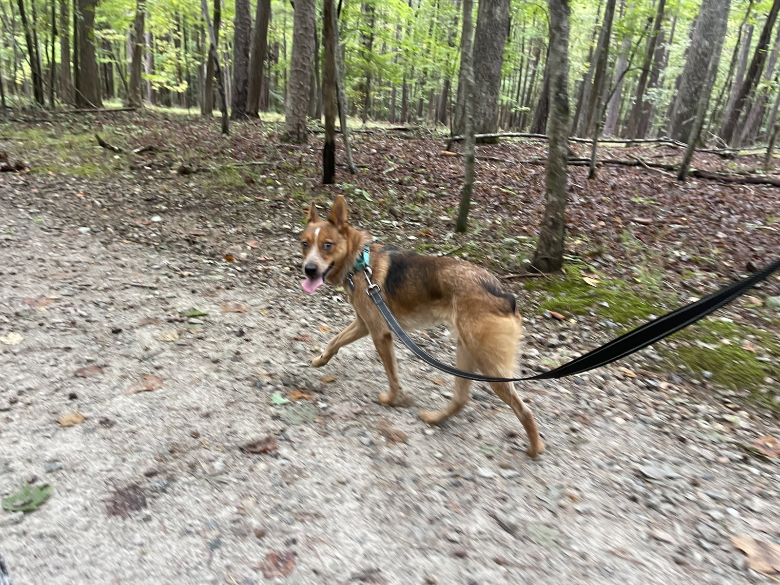 Wyatt, photo 5