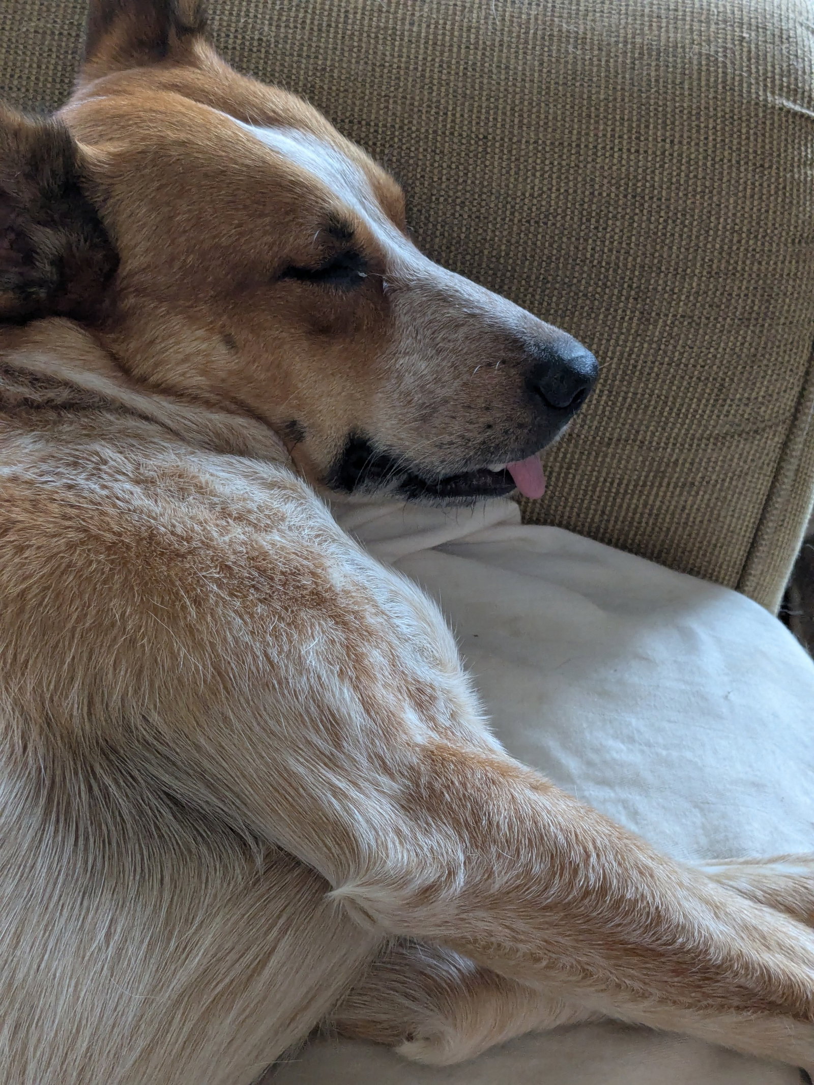 Daisy Mae, Australian Cattle Dog/Blue Heeler