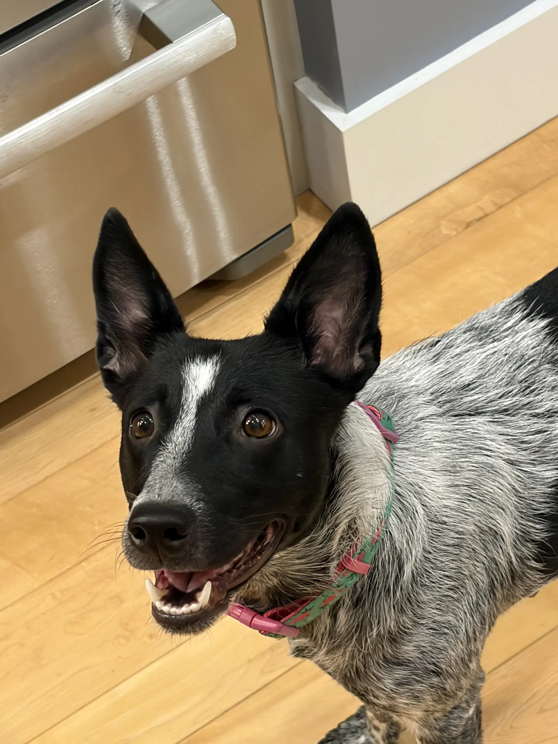 Maggie - Australian Cattle Dog/Blue Heeler