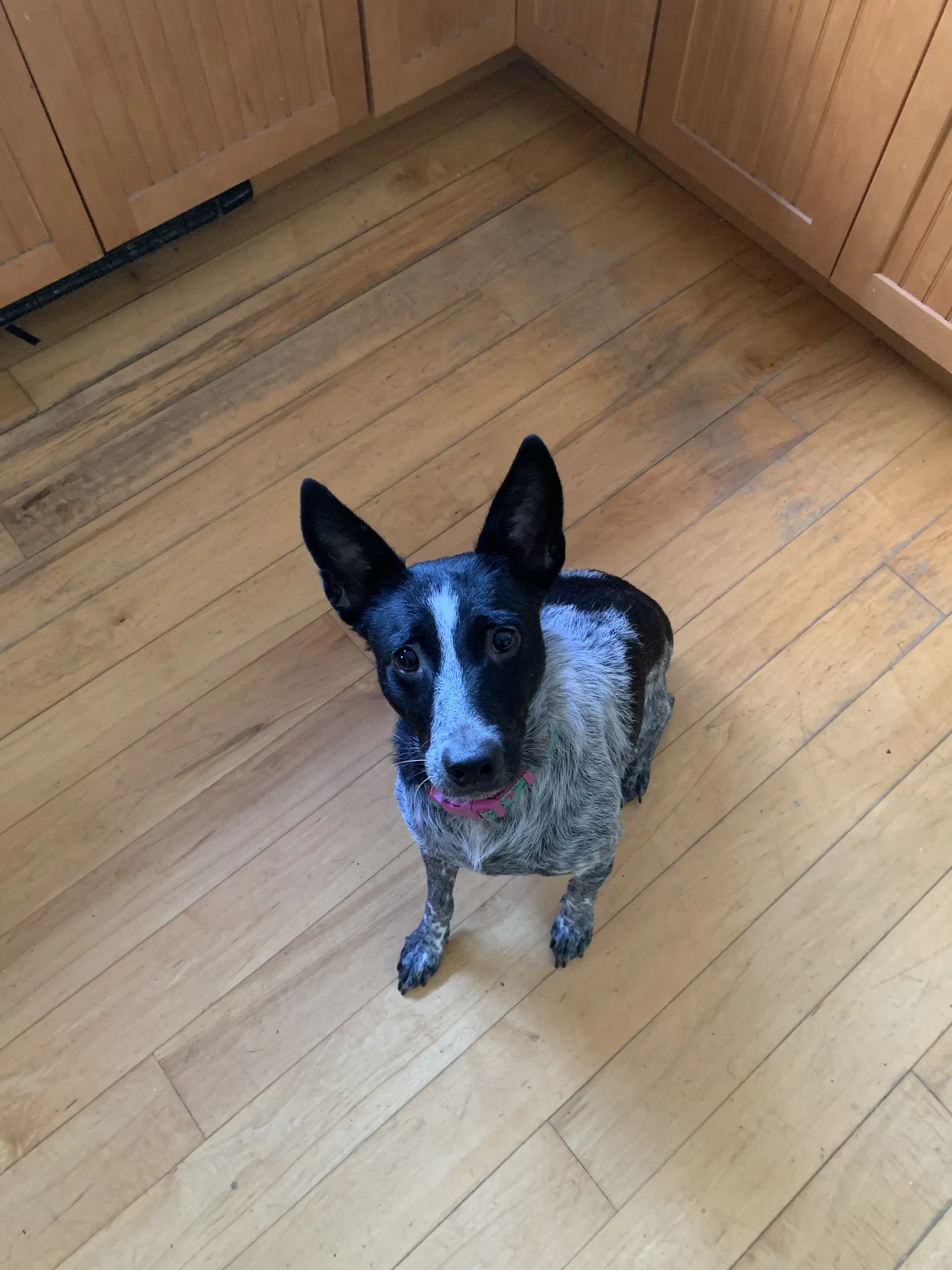 Maggie image 2