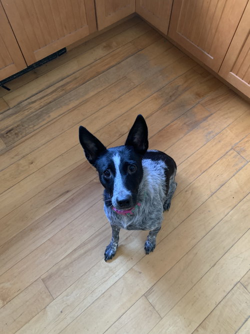 Photo 2 of Maggie