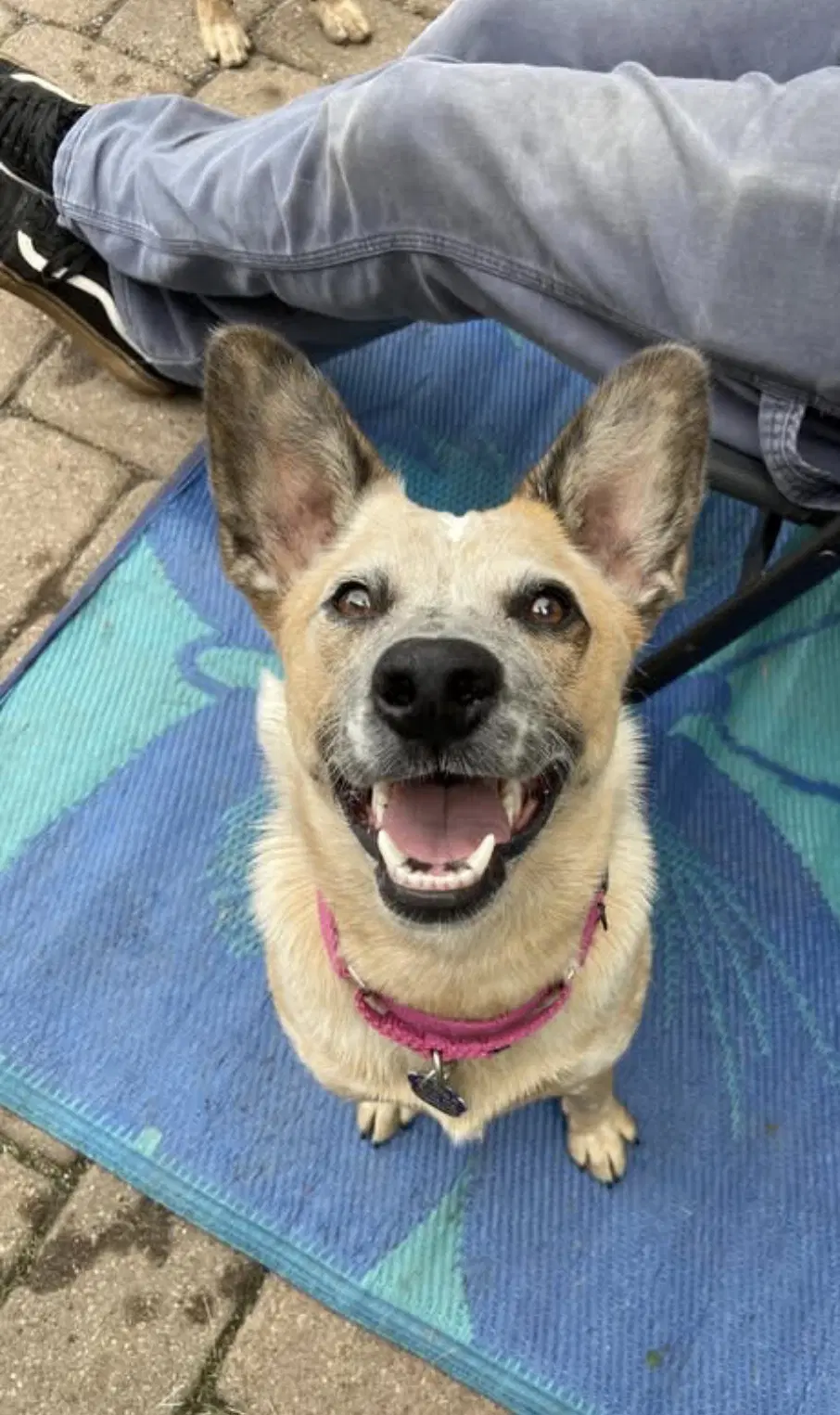 Chili - Australian Cattle Dog/Blue Heeler